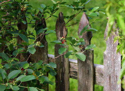 June berries on the old wooden fence