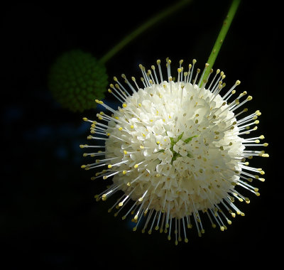 Flower from Buttonbush