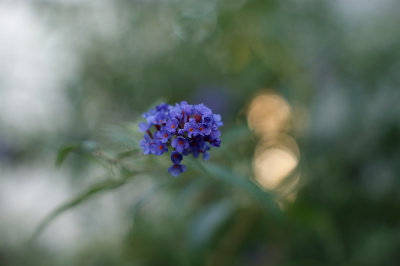 Butterfly Bush by Lindsey