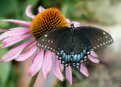 Mama - Black Swallowtail Butterfly