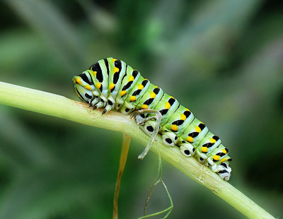 Male caterpillar