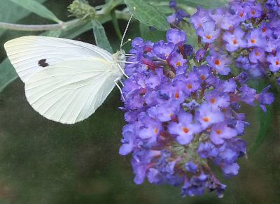 Cabbage White 