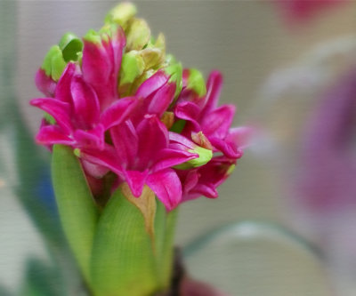 Hyacinth from my dish garden (soft focus)