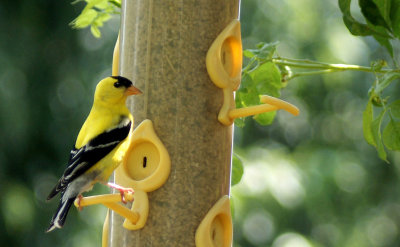 American goldfinch 