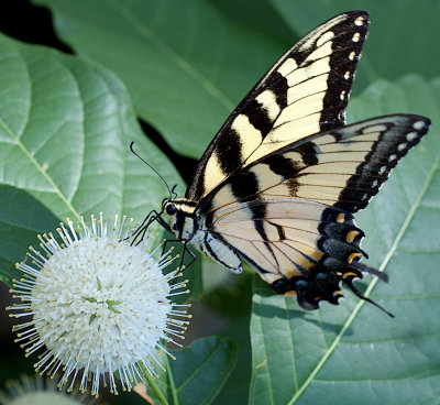 Eastern tiger swallowtail feasting on the buttonbush...