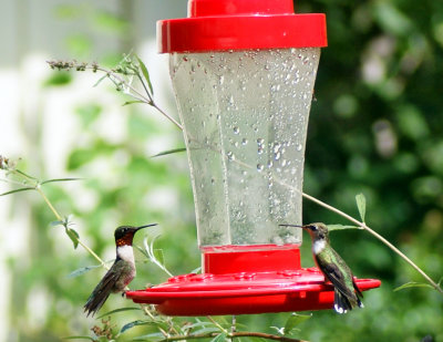 Hummingbirds - not fighting!
