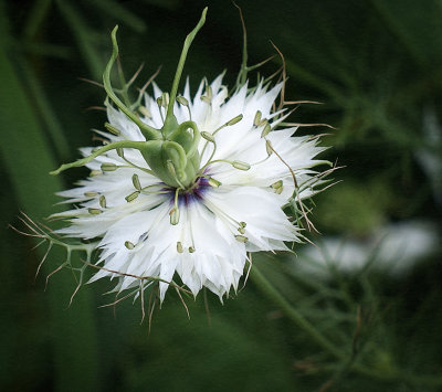 Love in a mist