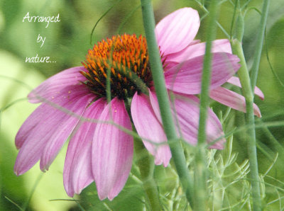 The love of coneflowers...