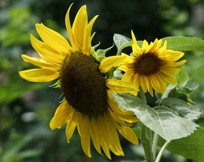 Sunflowers - to make the garden happy...