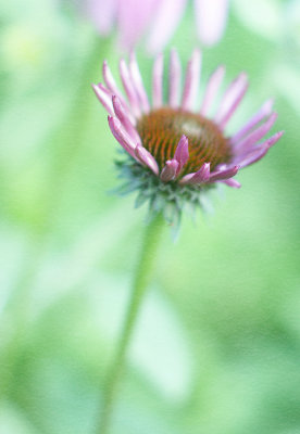 Young purple coneflower