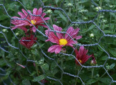 Delightful mums