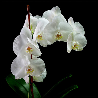 Birthday orchid