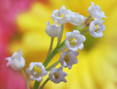 Lily of the valley