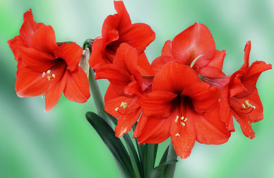 Amaryllis 