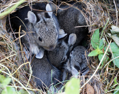 Baby bunnies in the backyard