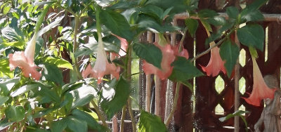 Angel Trumpets