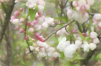 Crabapple blossoms.jpg