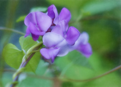 Hyacynth Vine Flower
