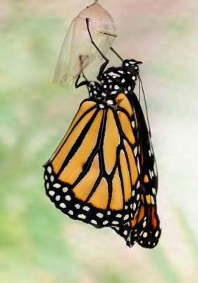 Just emerged monarch, a male
