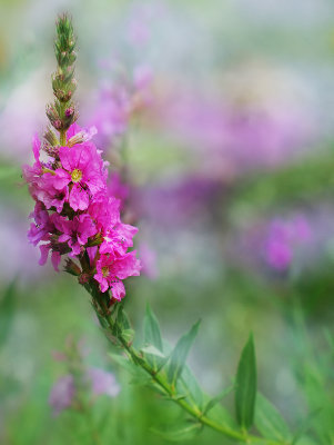 Purple Loosestrife