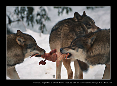 Entre Chiens et Loups (PArc Alpha Boron)