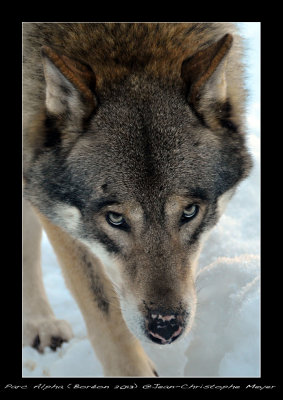 Entre Chiens et Loups (PArc Alpha Boron)