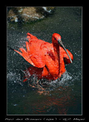 Ibis-rouge.jpg