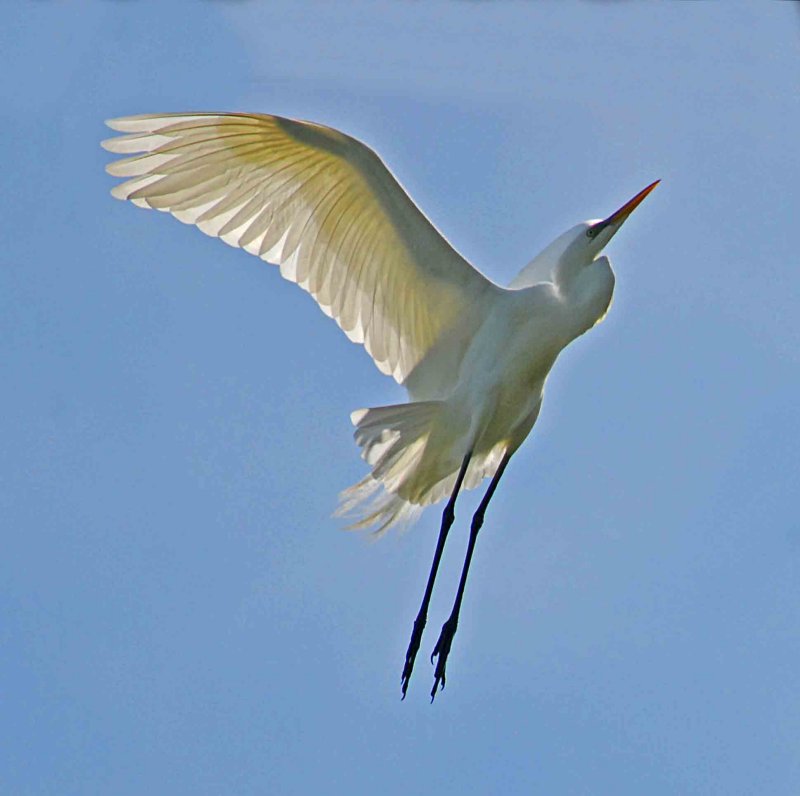 flying egret 6.jpg