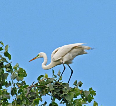 Egret fixing nest.jpg