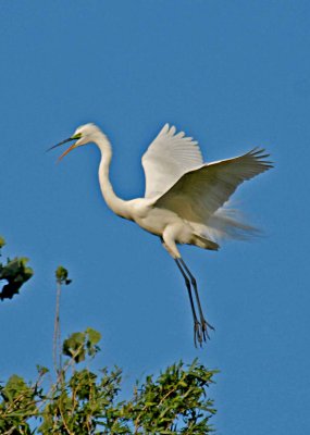 egret yelling at birds.jpg