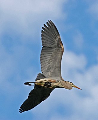 flying Blue Heron.jpg