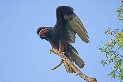 one of 40 vultures watching nests in trees.jpg