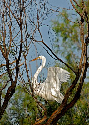 large egret with nest.jpg