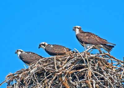 Parent Osprey with two young ones who havnt flown yet.jpg