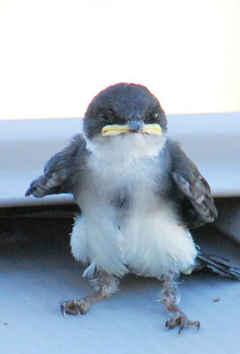 baby tree swallow cant fly.jpg