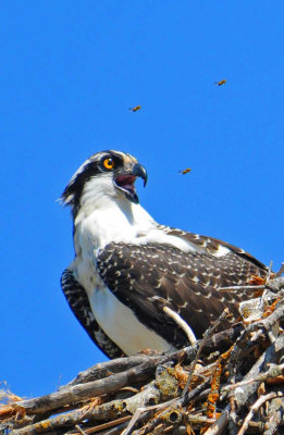 Baby Osprey catching a Bug_edited-1.jpg