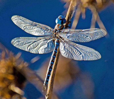 23 dragonfly.jpg