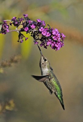 humming bird 3.jpg