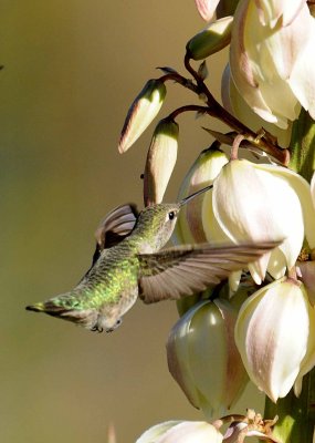 7 humming bird.jpg