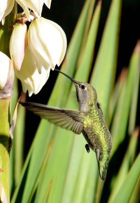 9 humming bird.jpg