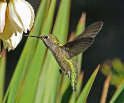 10 humming bird.jpg