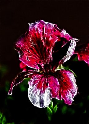 2 flower.jpg