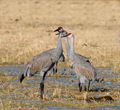 10 group of Cranes.jpg