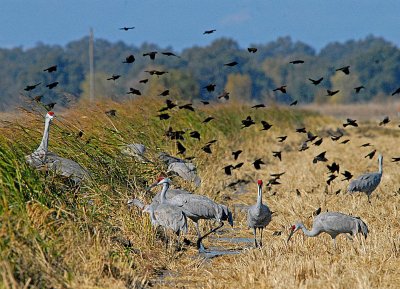 11group of cranes and red winged black birds.jpg