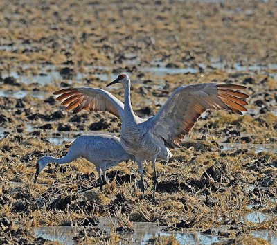 jumping crane.jpg