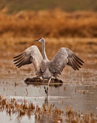 Jumping Crane.jpg