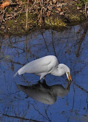 Egret in feather river.jpg