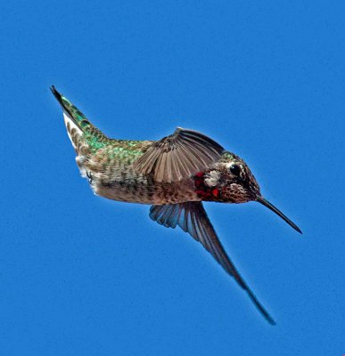 DIVING HUMMING BIRD copy.jpg