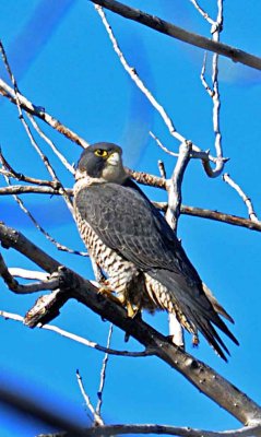 Peregrine Falcon-- first one Ive seen