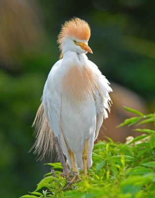 another cattle egret.jpg